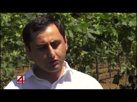 ფერმერებმა გვარა-ხუცუბნის ვაზისა და ხეხილის  სანერგე მეურნეობები დაათვალიერეს