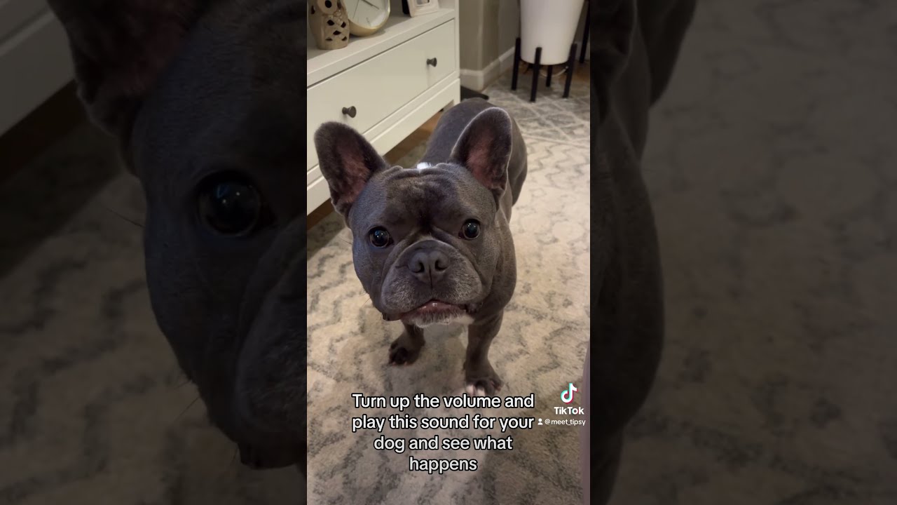 French Bulldog Reacts To Sound Doglovers Frenchies Frenchielife Frenchiebulldog Frenchie Fyp 