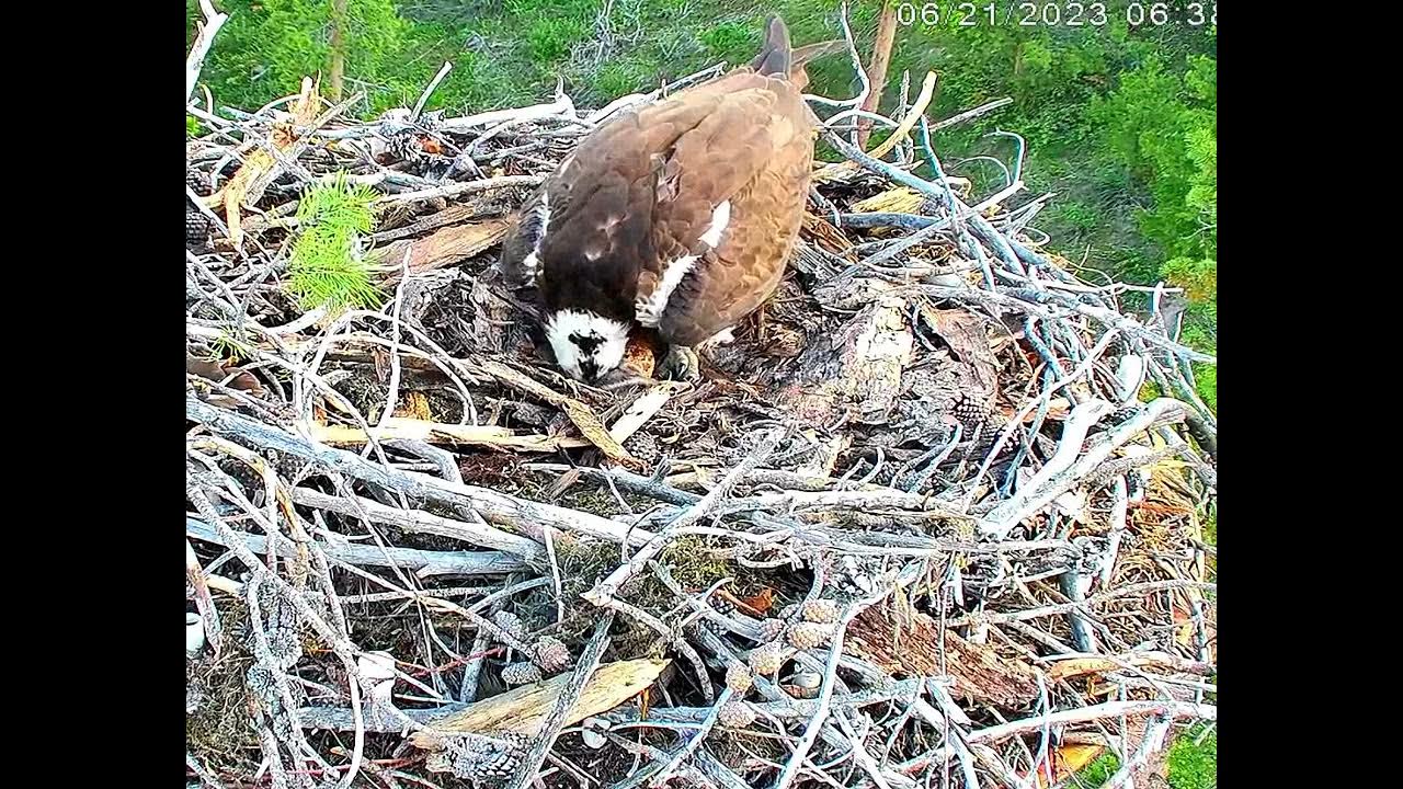 2023 ospreys hatch their first egg YouTube
