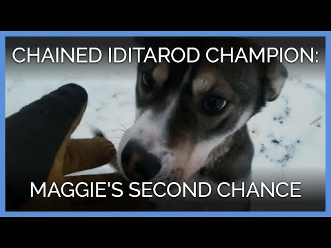 Видео: KoolDog Indoor Dog House идеально подходит для жизни в Condo