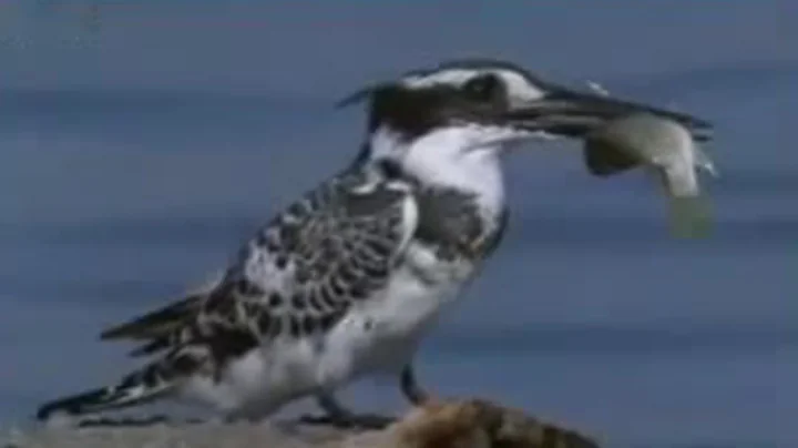 Pied Kingfisher Catching Fish in Split Second | BBC Studios - DayDayNews