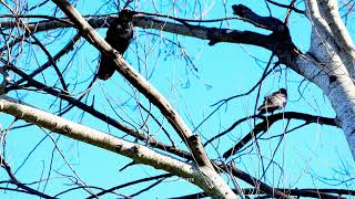 Lovely Crows On The Tree