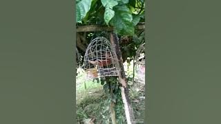 suara pikat belibis kembang 👍👍