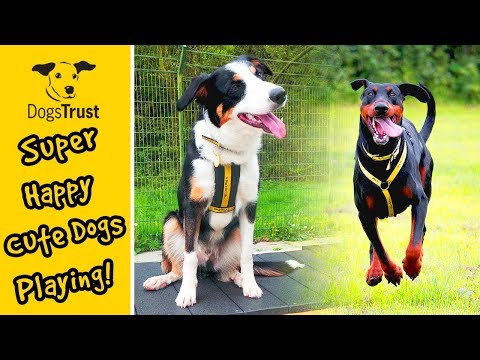 super-happy,-cute-dogs-playing---compilation-|-dogs-trust