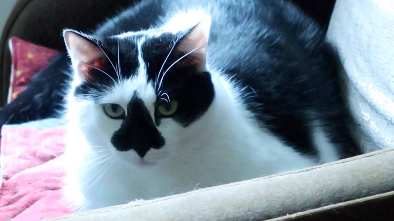 funny cats sleeping in weird positions compilation 2014 funnyplox Boo Year 2 # 56 - Braver Splash, A Ball In A Box, And Chicken Liver - Cat Vlog Reality Show