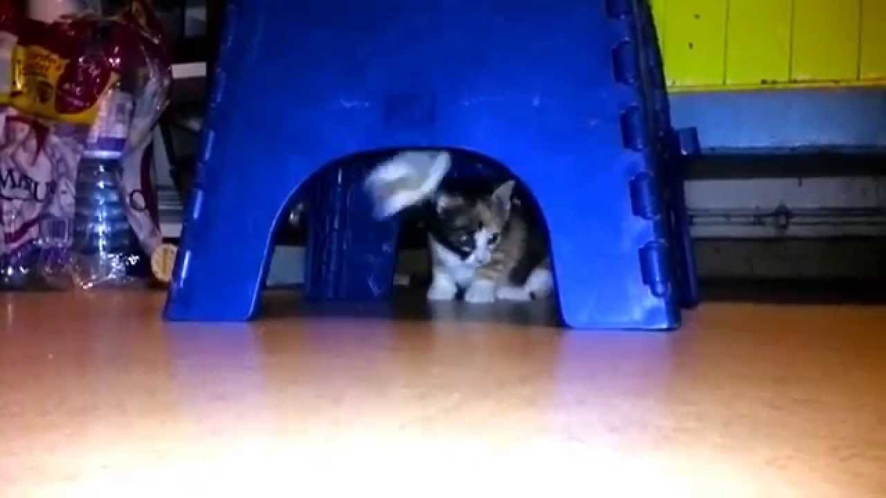 kitten on fire YouTube