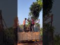 பழங்களின் ராஜா- கலப்பாடி மா பழம்#mango #agriculturefarming #ashokaagritech