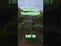 Moringa tree transplanted 26 days ago.