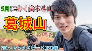 なぜか5月に赤く染まる山、葛城山で真っ赤なつつじを撮る！