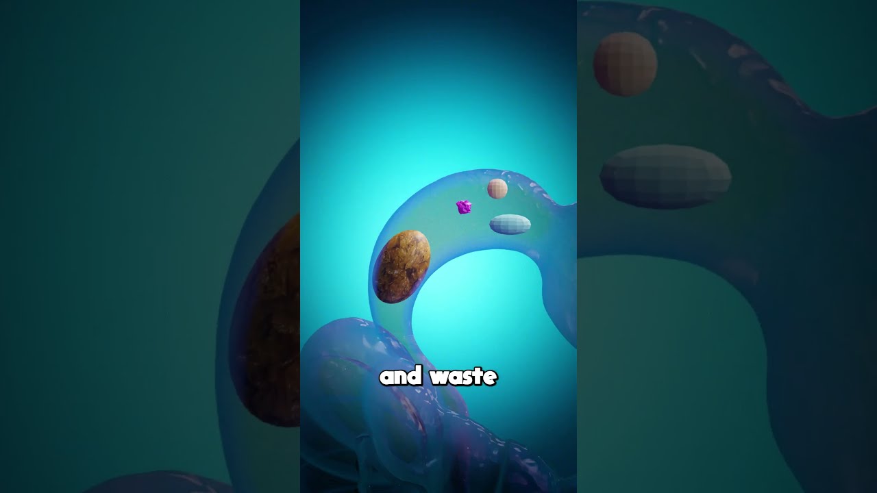 How Your Body Turns Food Into Poop