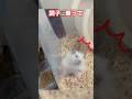超臆病ハムスターにおやつを渡したら、ビビらせてしまった。 #おもしろ