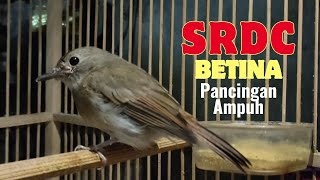 PANCINGAN AMPUH⁉️ SRDC BETINA MEMANGGIL JANTAN