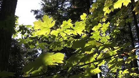 Acer macrophyllum, Aceraceae (bigleaf maple) version 2