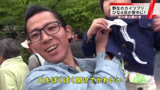 井の頭公園　野生の「カイツブリ」親子の姿に歓声！