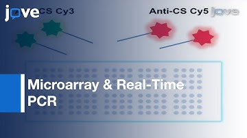 Determining Genetic Expression Profiles C. elegans By Microarray & Real-Time PCR l Protocol Preview