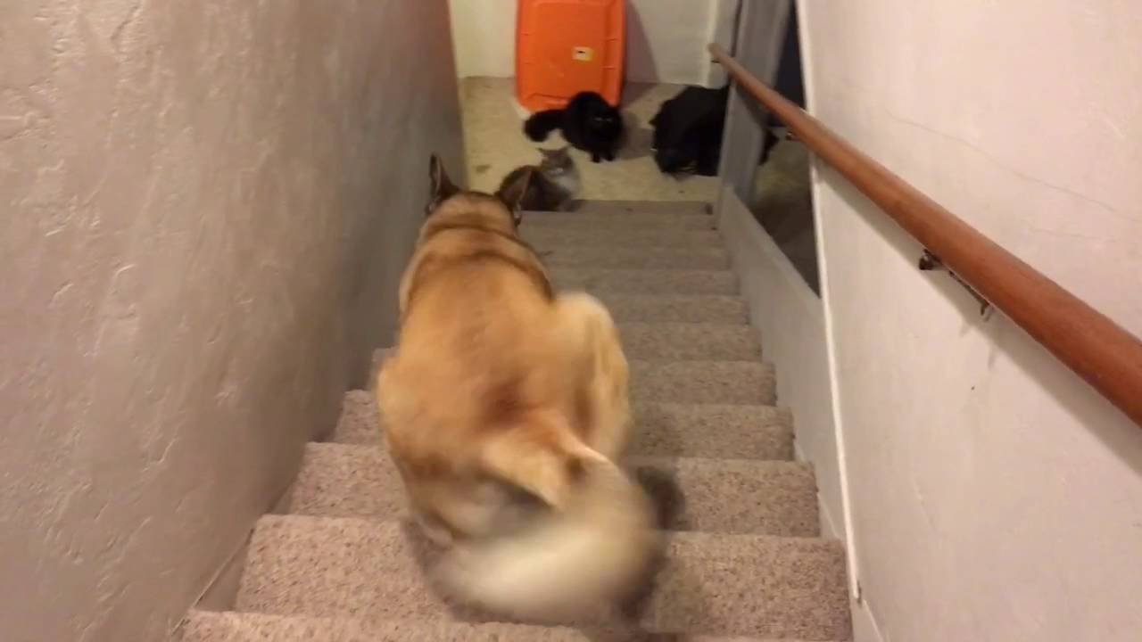 Куче кое мисли дека скалите се качуваат назачки
