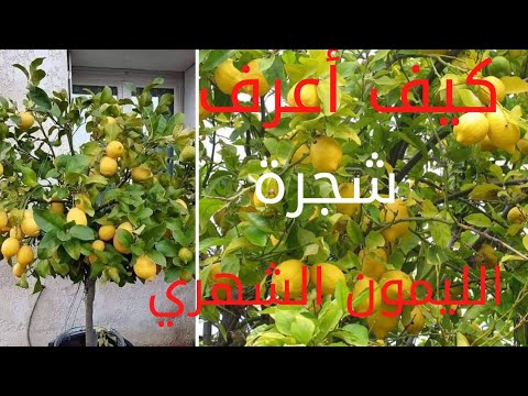 فيديو: ما هي اصناف الليمون