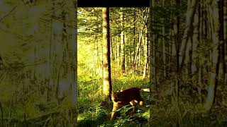 bobcat limbo bobcat limbo