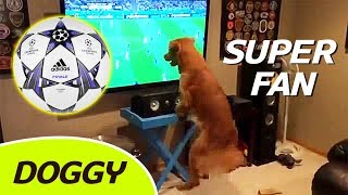 Perros Hinchas Fanáticos de Fútbol