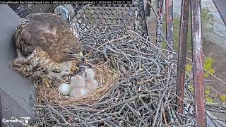 Cornell Redtailed Hawks 27.04.2024 09:13