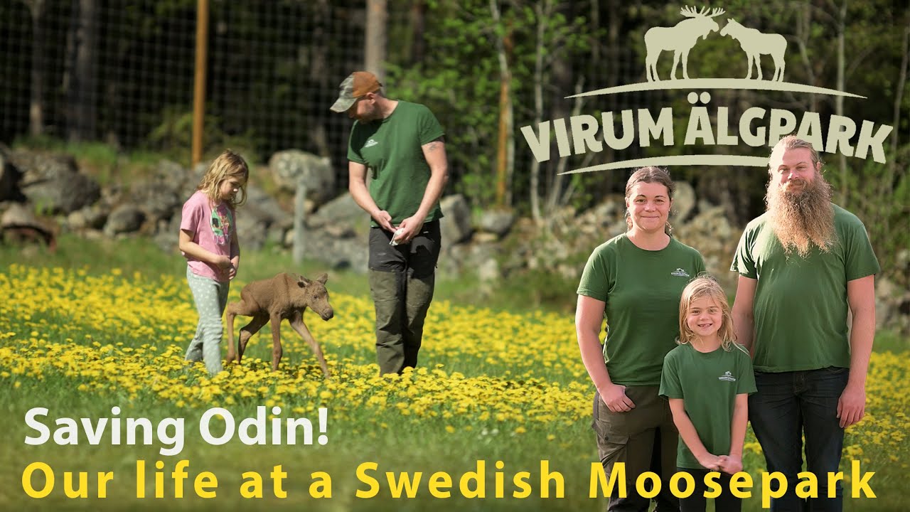 We have to save Odin..the abandoned moose calf!