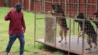 intruder in the compound #germanspherddog #dogtraining #protectiondog #foryou