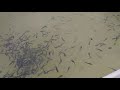 CATFISH FARMING: DAY 2 Feeding Juveniles