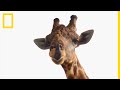 Les girafes reines gantes et majestueuses de la savane