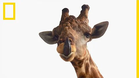 Comment se reproduisent les girafes ?