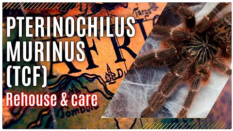 Orange Baboon Tarantula OBT (Pterinochilus murinus) tcf care & husbandry