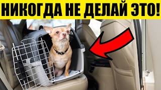 видео: 15 ОШИБОК в Воспитании Собак, которые Совершают 98% ВЛАДЕЛЬЦЕВ! картинка: 15 ОШИБОК в Воспитании Собак, которые Совершают 98% ВЛАДЕЛЬЦЕВ!