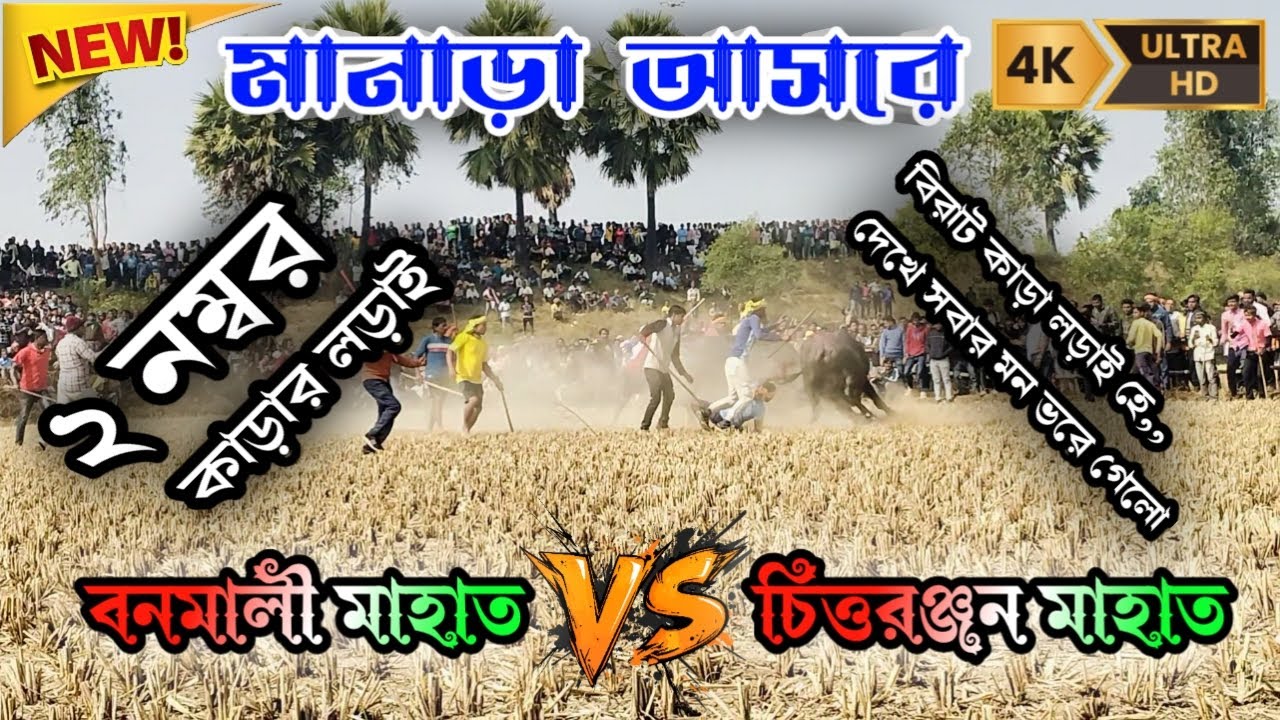 ২ নম্বর কাড়ার লড়াই মানারা আসরে বনমালী মাহাত বনাম চিত্তরঞ্জন মাহাত