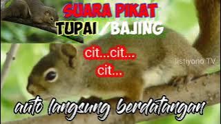 suara pikat TUPAI paling ampuh || langsung berdatangan