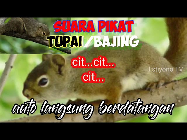 suara pikat TUPAI paling ampuh || langsung berdatangan class=