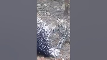 😱Báo đốm phải trả giá đắt khi tấn công con nhím😱 #wildlifeencounter #animals #leopardattack