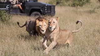 Start of LION TAKEOVER? N. AVOCA Males STRIKE FIRST!