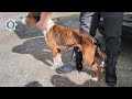 Malnourished dog seized during warrant in Calne