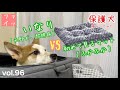 【保護犬預かり】洗い替えのマットが怖くて使えないいなり氏。【めっちゃんもおるよ】