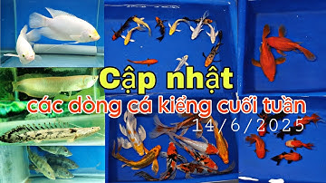 CẬP NHẬT CÁC DÒNG CÁ KIỂNG CUỐI TUẦN 14/6/2025.