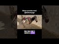 Better than Rome?! Roman ruins and singing donkeys in #morocco #rome #donkey #travelvlog #travel
