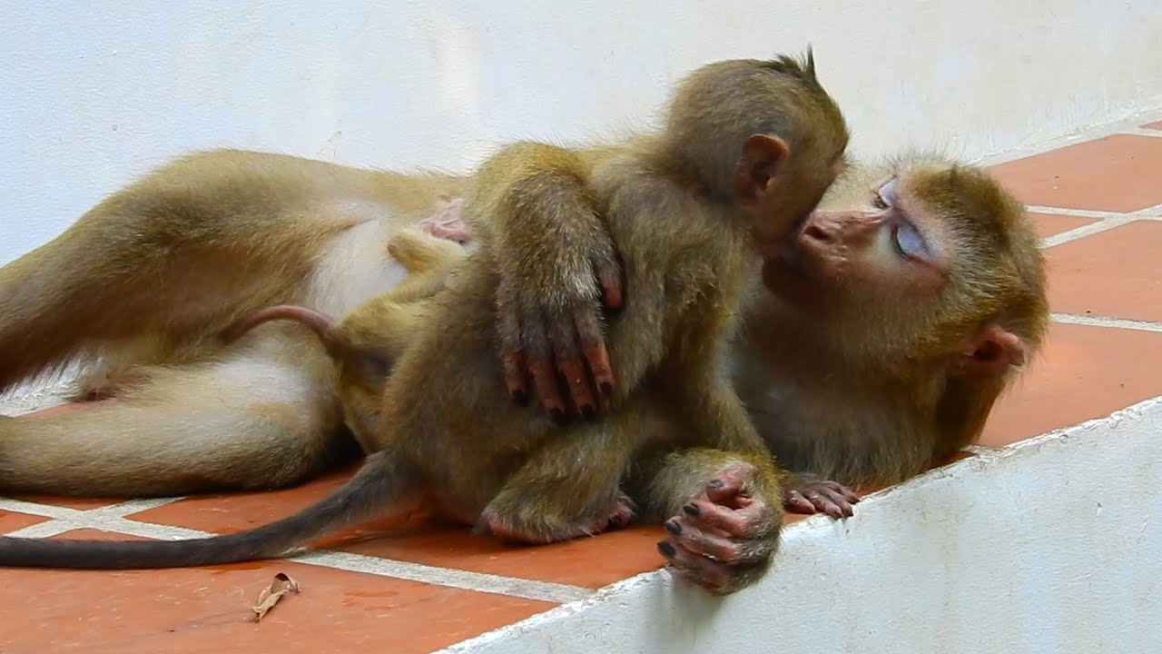 Adorable Luna hugs Lucie & Rainbow in same time & Luna really love RB too much