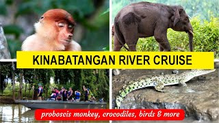 Kinabatangan river cruise  The best trip in Borneo (amazing experience) (EP7 Sabah)