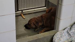acs A676271