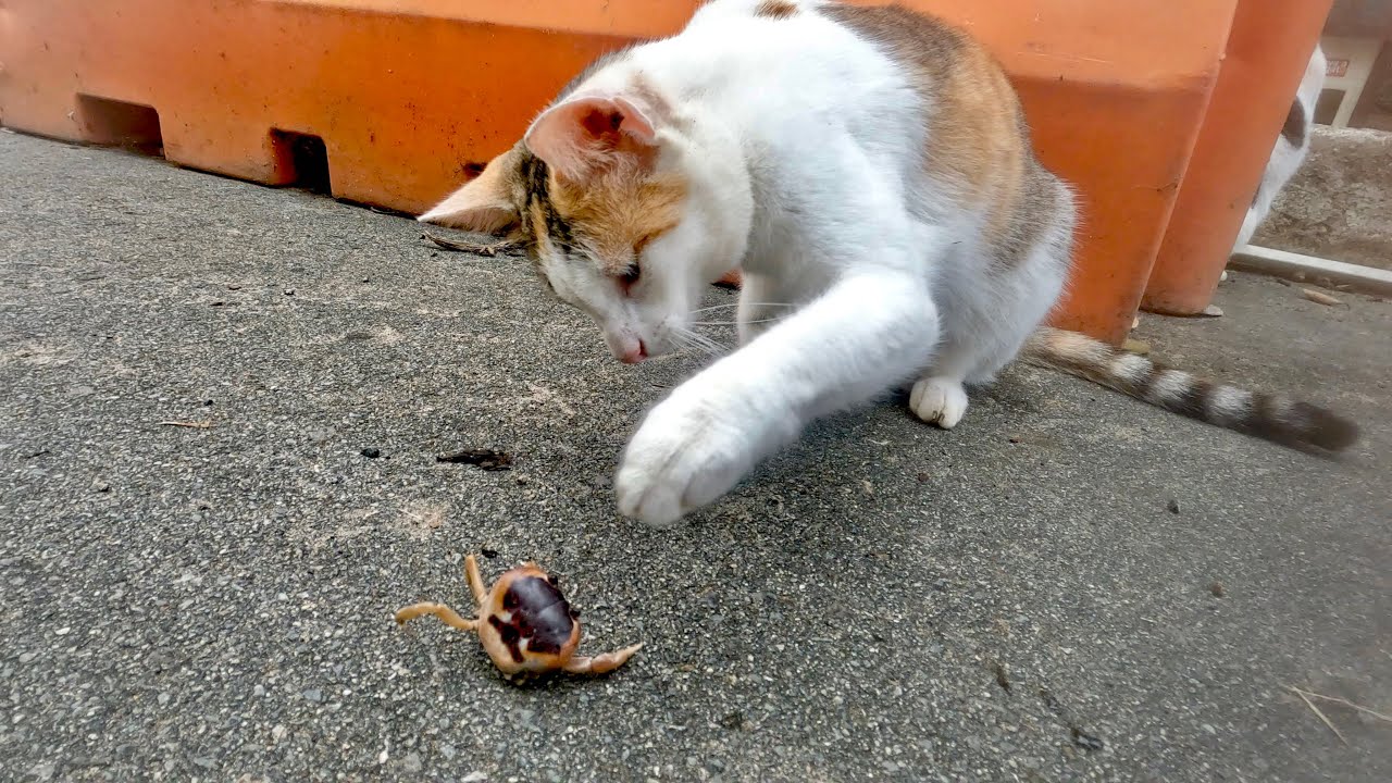 Save a Gato (Puerto Rico)