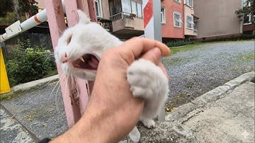 She Looks Cute but Bites Like a Monster! Angry White Cat Attack!