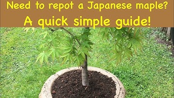 Do I need to re-pot my Japanese maple? A quick simple guide