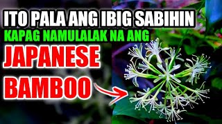 ITO PALA ANG PALATANDAAN KAPAG NAMULAKLAK NA ANG JAPANESE BAMBOO