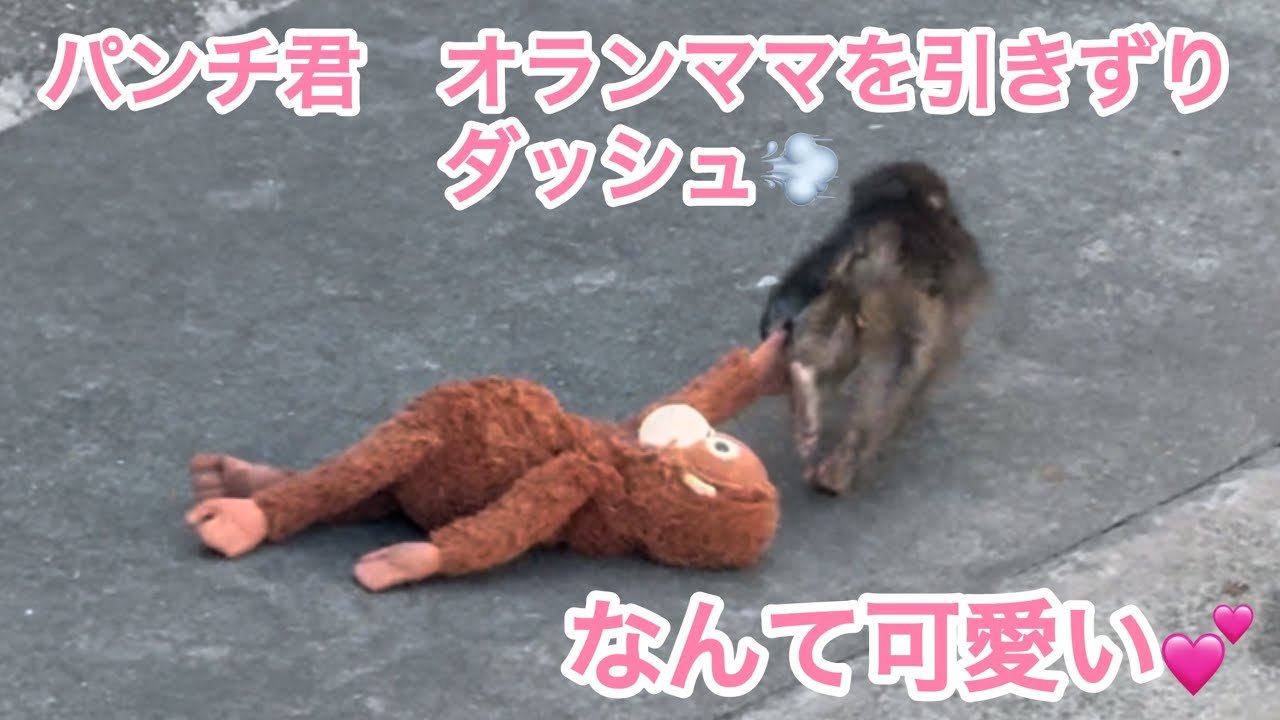 パンチ君　オランママを引きずりダッシュ💨なんて可愛い💕🐒市川市動植物園