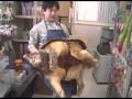 巨大ワニガメ Giant Alligator snapping turtle lift