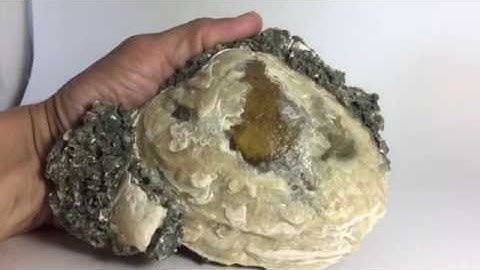 Fossil Calcite Clam Shell! Only found in Ft. Drum Florida. CS11